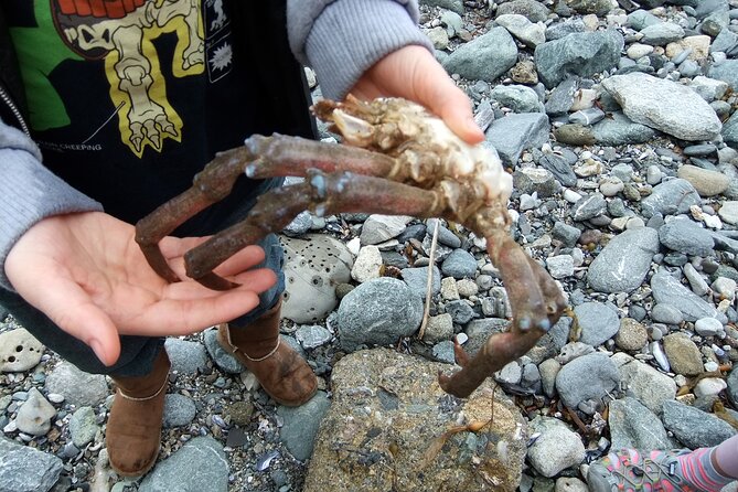 Pirate Sea Cave Tide Pool Walk at Dana Point - Fun and Interactive Tours With Live Music