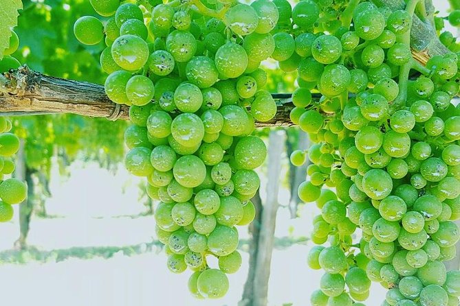 Pompei Archeological Site and Wine Tasting Experience - Pickup Details