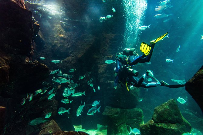 Porto Moniz Small-Group Madeira Aquarium Scuba Dive  - Funchal - Traveler Reviews
