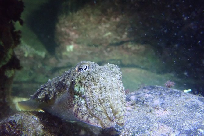 Porto Santo Night Snorkeling Tour - Tour Highlights and Itinerary