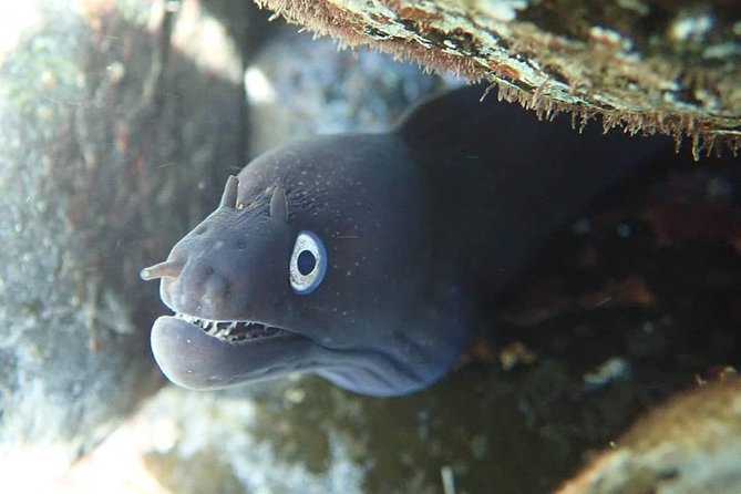 Porto Santo Snorkeling Tour - Authentic Traveler Reviews