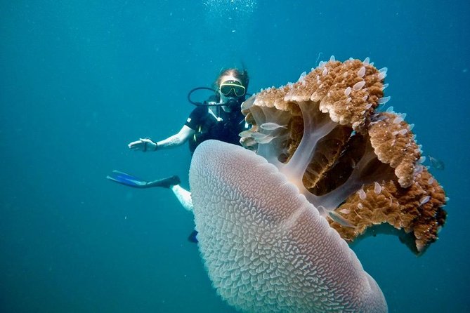 Premium Guided Scuba Diving Day Trip for Certified Divers - Traveler Requirements and Additional Information