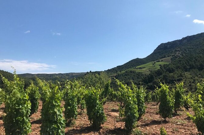 Priorat Wine Tasting Tour From Salou - Reviews