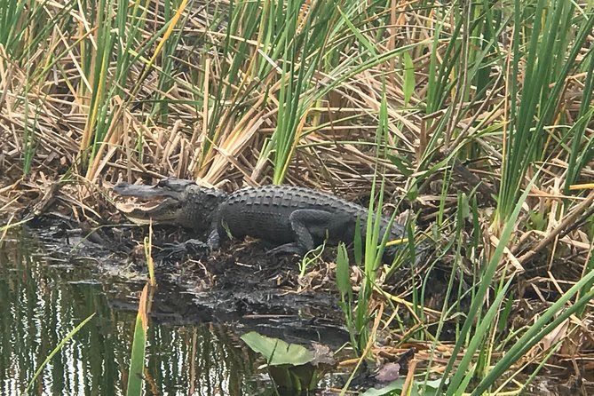 Private 1-Hour Airboat Tour of Miami Everglades - Small Boat Tour for Personalized Exploration