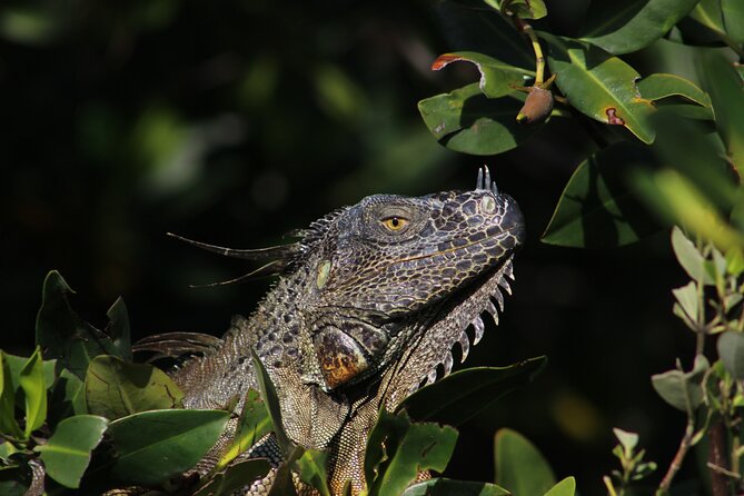 Private 2 Hour Mangrove Ecotour - End Point