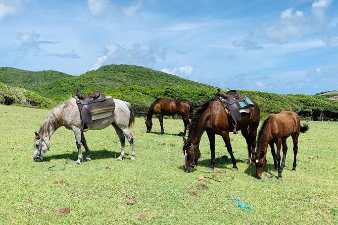Private Advanced Horseback Beach Ride With Sandy Hoofs St. Lucia - Overview and Experience