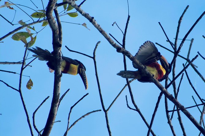 Private, All-Inclusive Grand Amazon Tour - 3 Days, Iquitos, Peru - The Sum Up