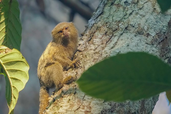Private Amazing Amazon Discovery Tour - 4 Days, Iquitos, Peru - Common Questions