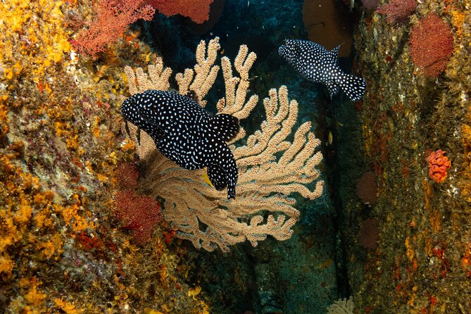 Private Beginner Scuba Diving Experience in Cabo San Lucas - Exploring the Underwater World in Cabo San Lucas