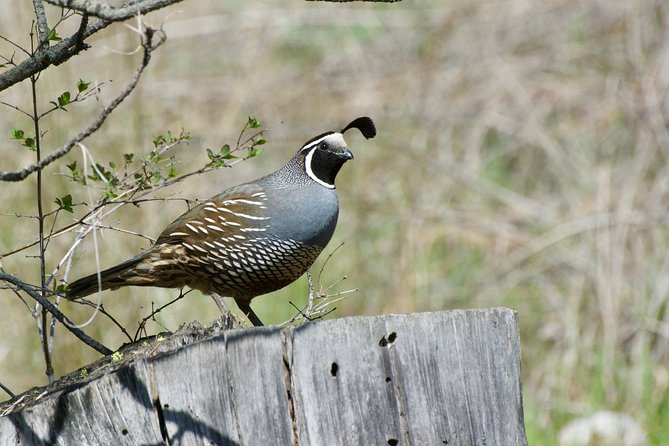 Private Birdwatching Activity in Penticton - Additional Info