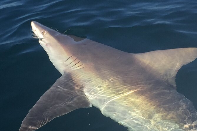Private Boat and Dolphin Watching in Florida - Questions and Information