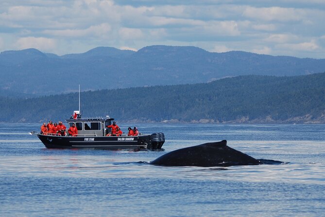 Private Charter - Marine Adventure and Whale Watching - Meeting and Pickup