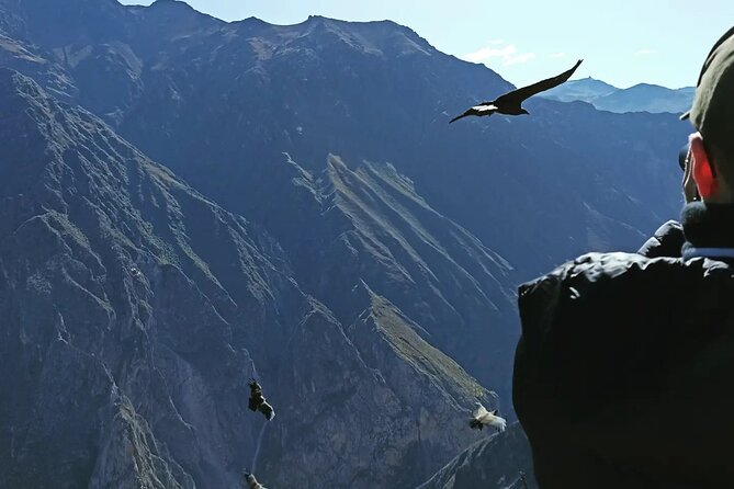 Private Colca Full-Day Tour From Arequipa - Common Questions