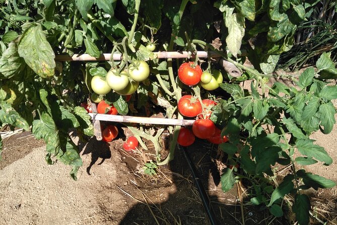 Private Cooking Class on Naxos Island With Pick up - Whats Included