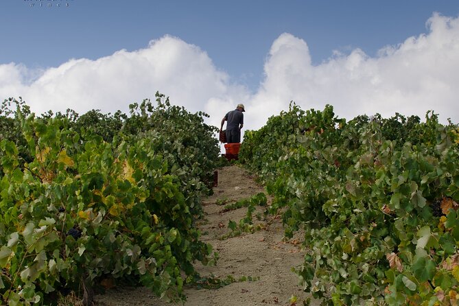 Private Cretan Gastronomic Experience Winery Visit With Tastings & Cooking Class - Reviews and Ratings