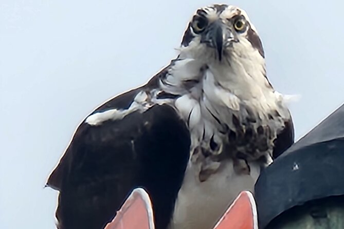 Private Crystal River Wildlife Boat Tour - Meeting and Pickup Details