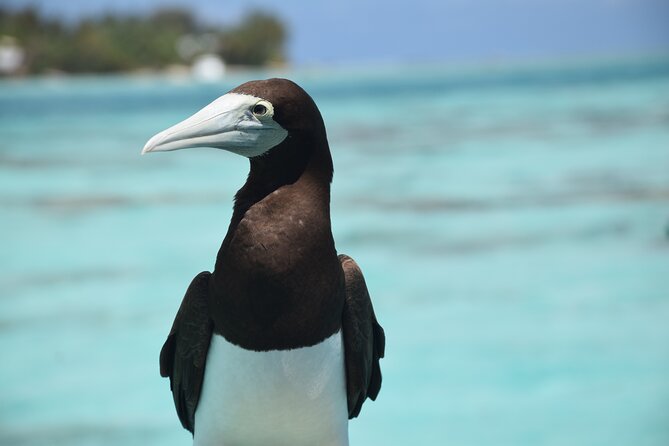 Private Day Trip Hike and Boat in Moorea - Positive Feedback From Travelers