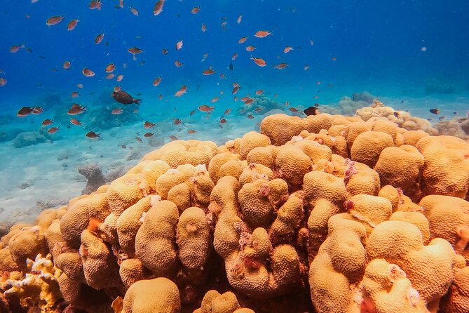 Private Discover Scuba Dive Experience in Curaçao - Customer Reviews of Soul Divers in Curaçao