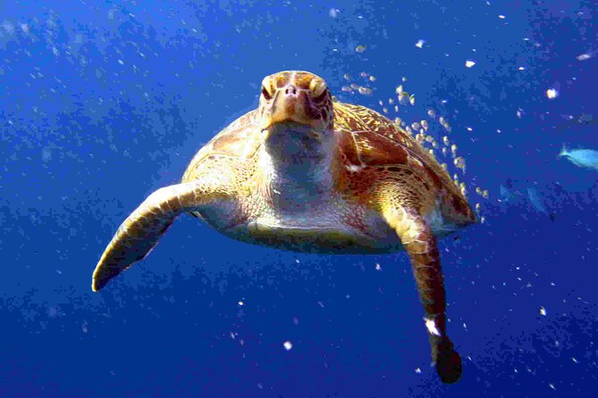 Private Diving on Shared Trip at Racha Noi and Racha Yai From Phuket Incl. Lunch - Pricing and Reservation Details