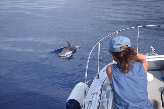 Private Dolphin and Whale Watching Tour in Madeira - Common Questions
