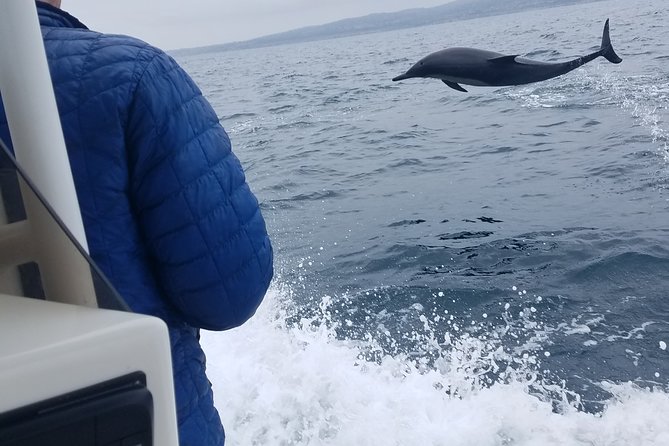 Private Dolphin and Whale Watching Tour in Newport Beach - Scenic and Fast-Paced Boat Ride