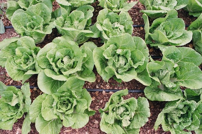 Private Farm Workshop in Napa Valley - Cancellation Policy and Additional Information