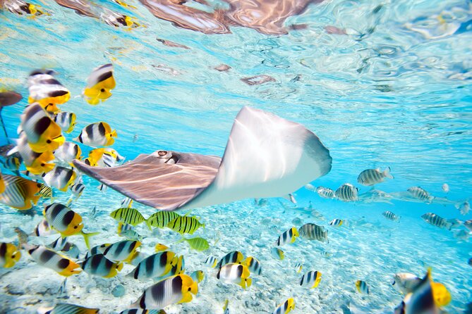 Private Full-Day Lagoon Adventure in Bora Bora With BBQ Lunch - Interacting With Stingrays