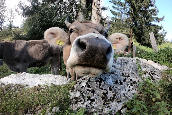 Private Guided Hike From Lucerne With Transport - Traveler Photos