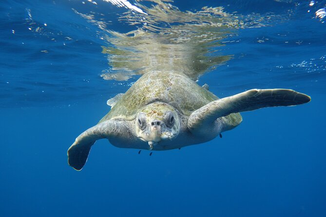 Private Guided Snorkeling in Cabo San Lucas - What to Expect on a Private Snorkeling Tour