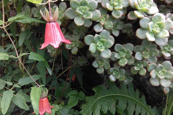 Private Half-Day Anaga Trekking Excursion  - Tenerife - Cancellation Policy