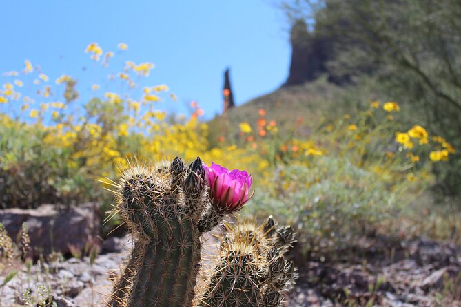 Private Half-Day Apache Trail Tour With Pickup - Reviews and Ratings