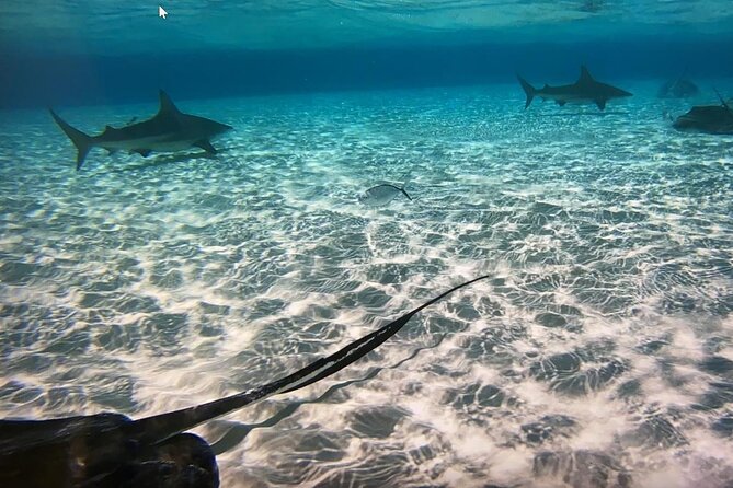 Private Half-Day Charter to Stingray City, Starfish Point and Snorkeling Tour - Cancellation Policy