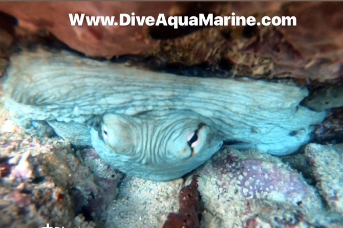 Private Half-Day Dive Trip in St Thomas Virgin Islands - Cancellation Policy