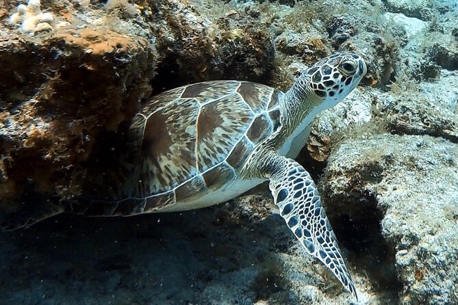 Private Half-Day Guided Snorkeling Charter in St. Thomas - Half-Day Private Trip