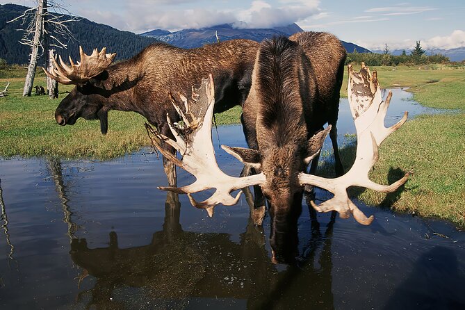Private Half-Day Nature Tour From Anchorage - Reviews
