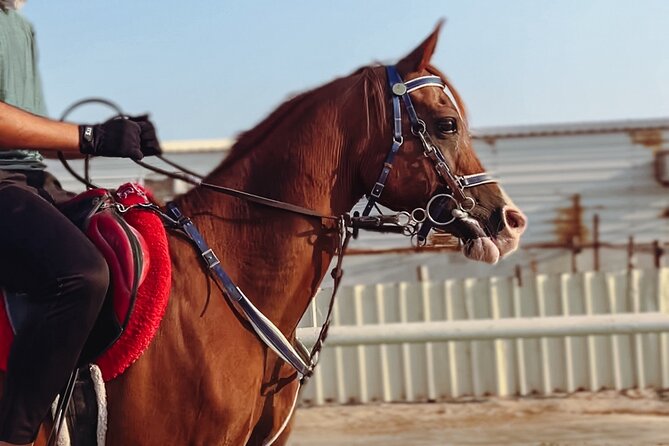 Private-Half Day Safari With Horse Ride/Camel Ride - Camel Riding Adventure