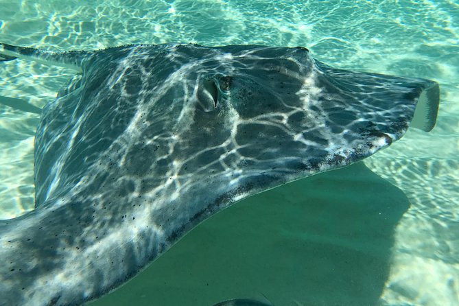 Private Half Day Stingray City, Snorkeling and Starfish Beach Tour - Directions and How to Book