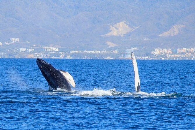 Private Half Day Whale Watching Expedition in Puerto Vallarta - Convenient Questions and Assistance