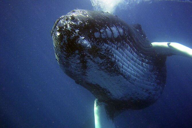 Private Half-Day Whale Watching Tour in Tahiti - Tour Accessibility and Health Recommendations