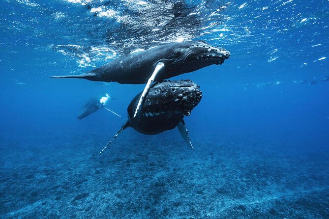 Private Half Day Whale Watching Tour - Additional Information