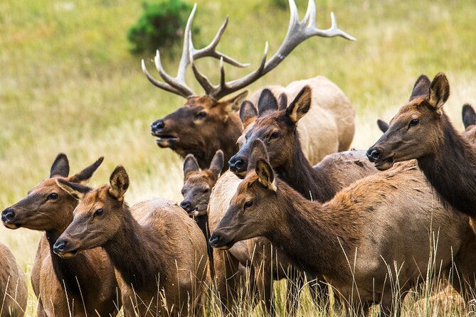 Private Hiking Tour to Rocky Mountain National Park From Denver and Boulder - Meeting and Pickup