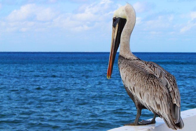 Private Historical Wildlife and Dolphin Cruise South Padre Island - Cancellation Policy