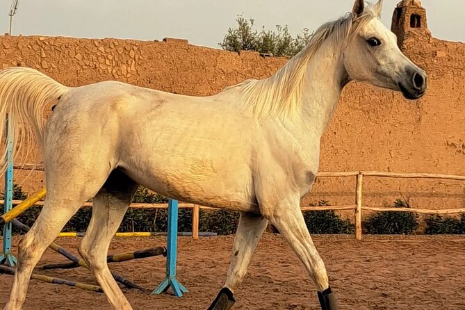 Private Horseback Ride in the Palmeraie of Marrakech - Reviews