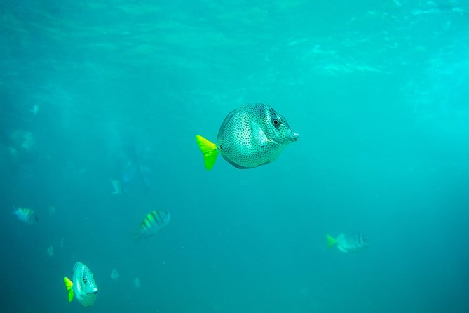 Private Los Cabos Arch & Playa Del Amor Tour by Glass Bottom Kayak - Tour Overview