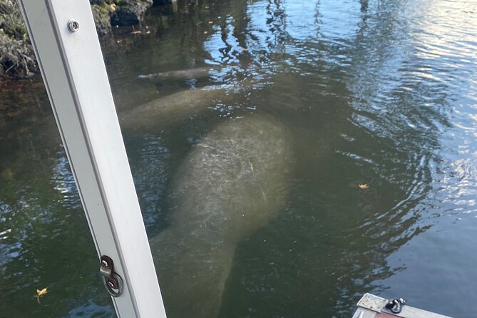 Private Manatee Viewing Cruise - Inclusions and Meeting/Pickup