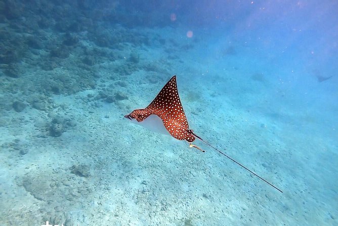 Private Morning Half-Day Snorkeling Trip - Provided Snorkeling Equipment