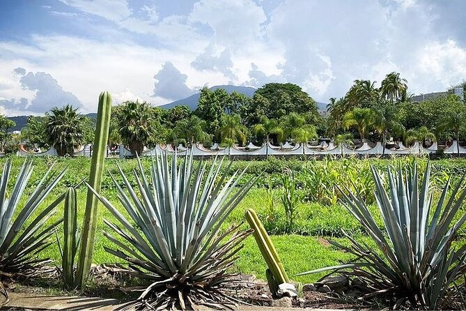 Private One Day Adventure Tour in Tequila and La Fortaleza Distillery - Discovering the Essence of Tequila