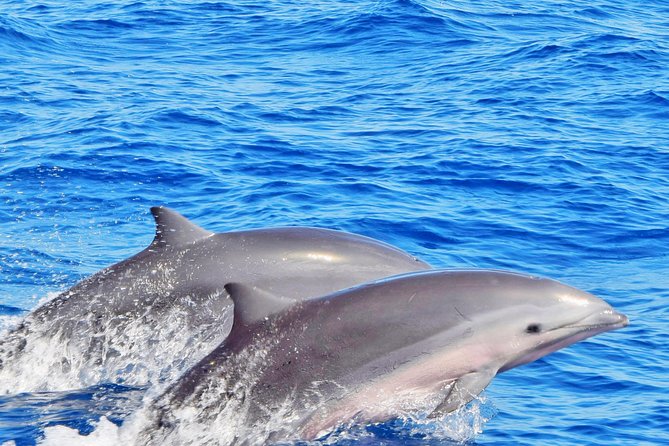 Private Premium Whale and Dolphin Safari St Lucia - Sailing Past Fishing Villages