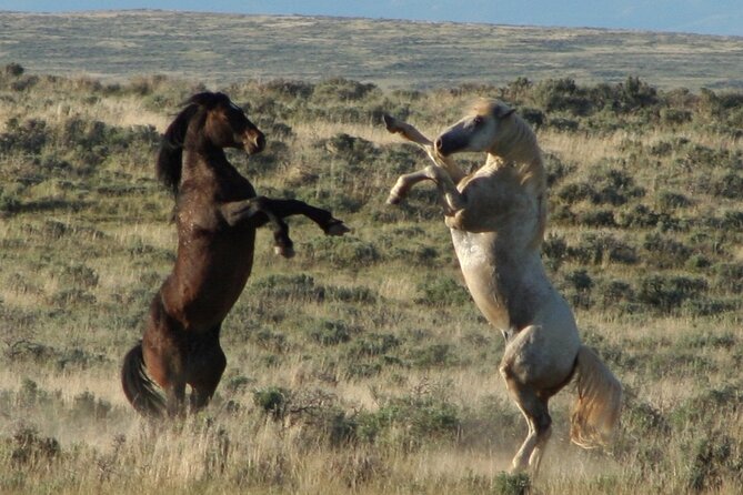 Private Red Canyon Wild Mustang Tour - Tour Overview