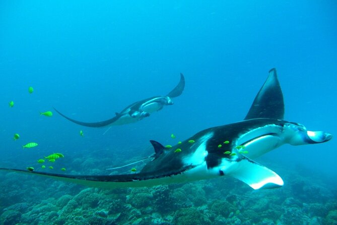 Private Reef Discovery Luxury Dream Day Tour in Bora Bora - Cancellation Policy